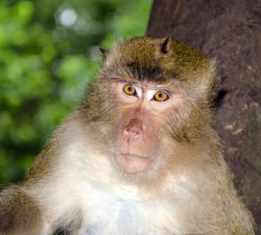 la forêt des singes